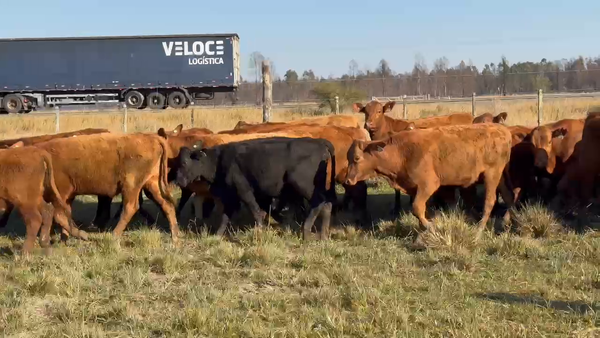 Lote 60 Vaquillonas en Corrientes, Paso de Los Libres