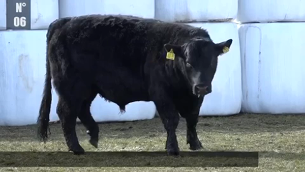 Lote 1 Toro en Coyhaique, XI Región Aysén