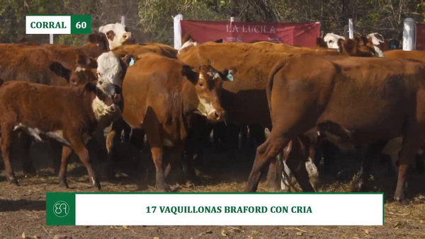 Lote 17 VAQUILLONAS BRAFORD CON CRIA