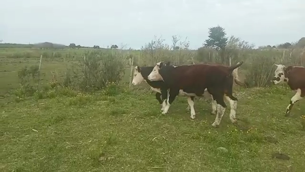 Lote (Vendido)4 Novillos 290kg -  en ESPINILLO