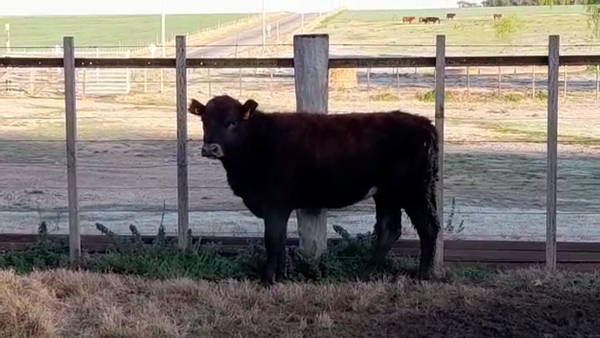 Lote (Vendido)Vaquillonas 1 a 2 años 250kg -  en ANCHORENA