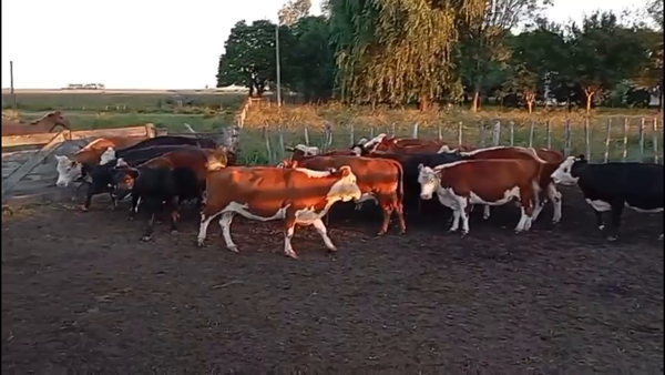 Lote 16 Vacas CUT preñadas