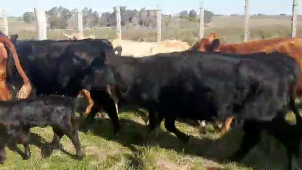 Lote 38 Piezas de cría ANGUS 320kg - , San José