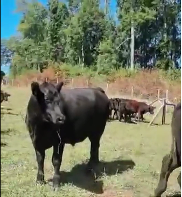 Lote 17 Novillo Gordo en Río Bueno, XIV Región Los Ríos