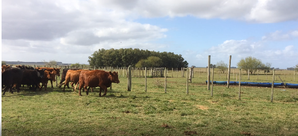 Lote 29 Vaquillonas preñadas en Flores