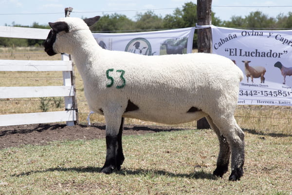 Lote OVINO HAMPSHIRE D. HEMBRA PPC