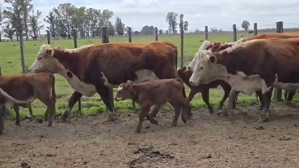 Lote 32 AL CTE USADAS