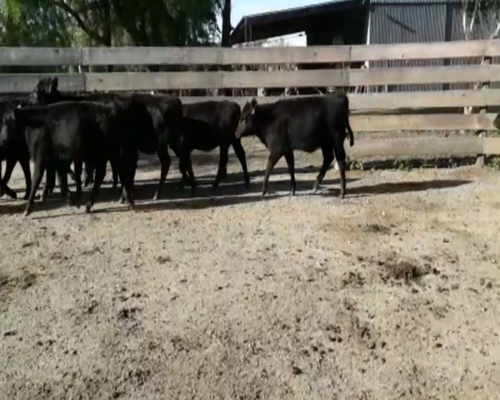 Lote Terneras