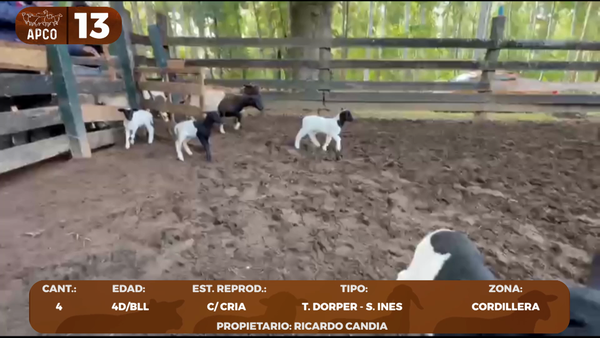 Lote LOTE 13 -POR PANTALLA