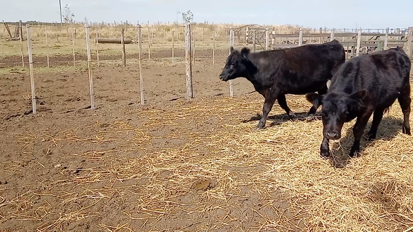 Lote 40 Terneros/as en Salazar, Buenos Aires