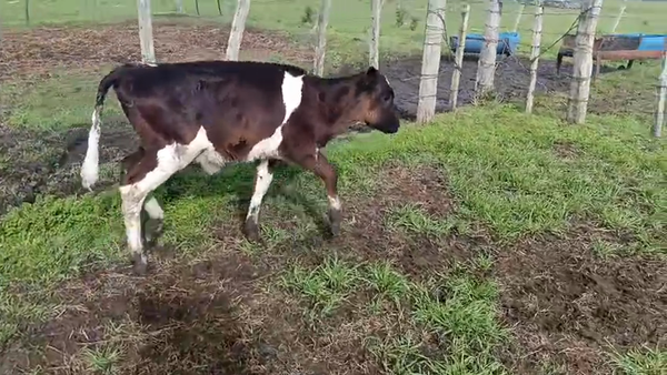 Lote Terneros 90kg - , San José
