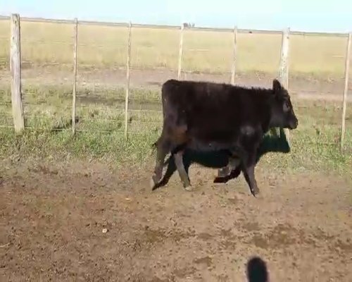 Lote 70 Terneras en Pila, Buenos Aires
