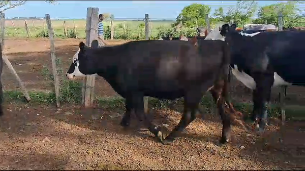 Lote 20 Vaquillonas  Angus y Cruzas, San José