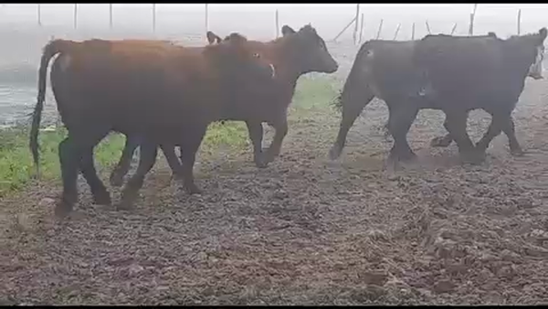 Lote 50 Vaquilla Gorda en San Clemente, VII  Región Maule