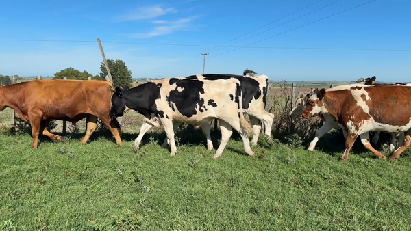 Lote NOVILLOS 1 a 2 AÑOS