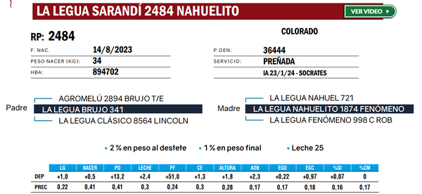 Lote VAQUILLONAS ANGUS  PP