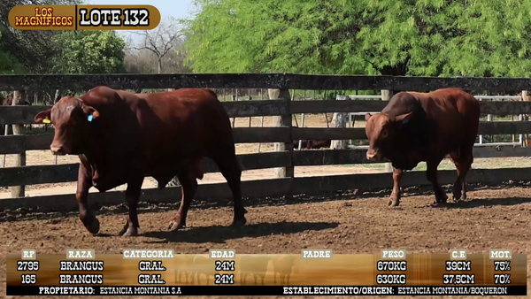 Lote LOTE 132