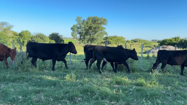 Lote NOVILLOS 1 a 2 AÑOS