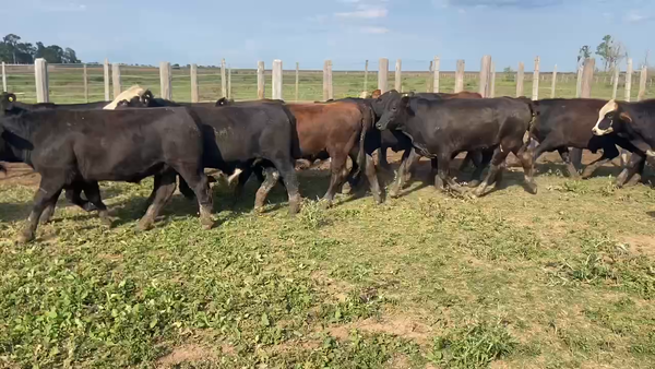 Lote 80 Novillitos en Pirané, Formosa