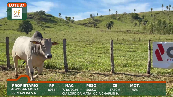 Lote 2P PRIMAVERA