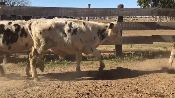 Lote 20 Novillos Holando Argentino y cruzas en Sunchales, Santa Fe