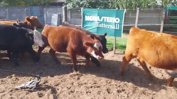 Lote 25 Terneros en Daireaux