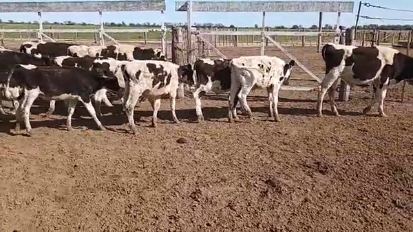 Lote 35 Terneros Holando Argentino en Altos de Chipion, Córdoba