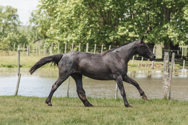 Lote ANAMBÉ LA INVERNADA