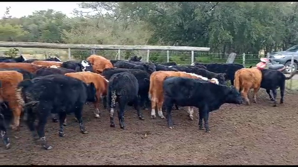 Lote 40 Terneros/as en Chascomús, Buenos Aires