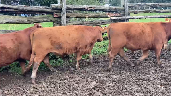 Lote 47 Novillo Engorda en Aysén, XI Región Aysén