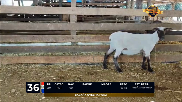 Lote LOTE 36