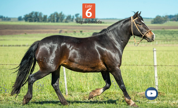 Lote DEL SILENCIO GUERRERA