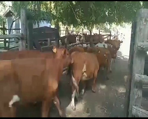 Lote 142 Novillo Engorda en Río Claro, VII  Región Maule