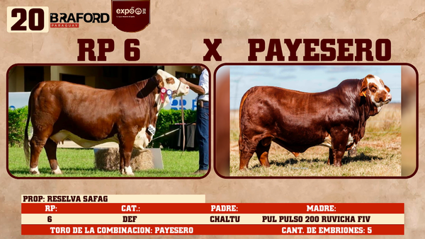 Lote LOTE 20
