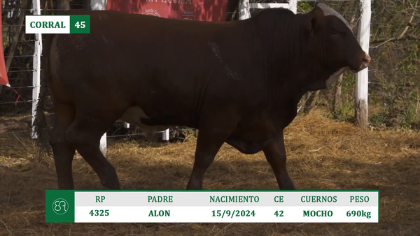 Lote TOROS BRAFORD A VENTA EN HERSILIA 2026