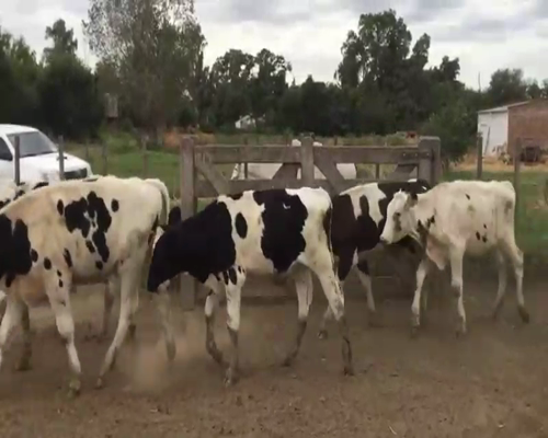 Lote 70 Terneros en Gral. Belgrano, Buenos Aires