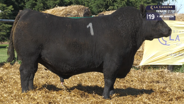 1 40882N — TOROS ANGUS PURO CONTROLADO