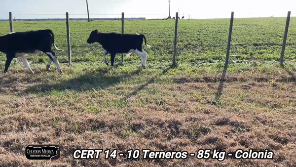 Lote 10 Terneros en El Semillero, Colonia