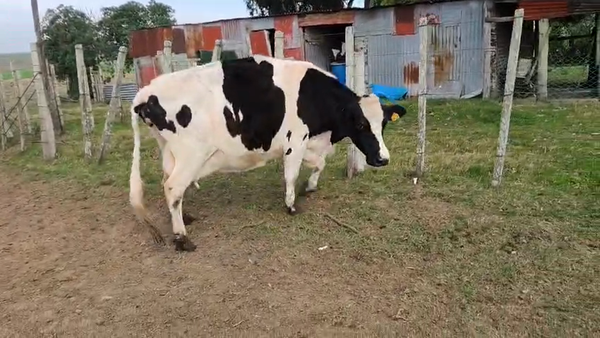 Lote Vaca, San José