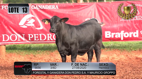 Lote Nacional de Otoño Brangus Campo - Lote 13