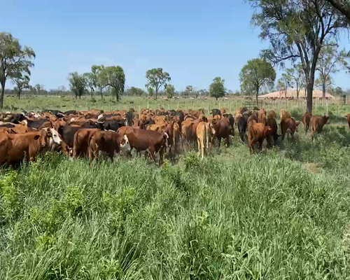 Lote 300 Novillitos en Bandera, Santiago del Estero