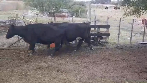 Lote (Vendido)3 Vacas preñadas AA en Radial Conchillas