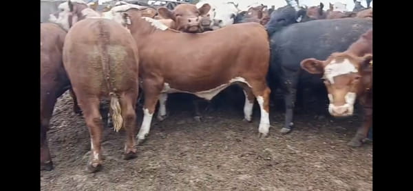 Lote 65 Novillos faena en Gral. Cabrera, Córdoba