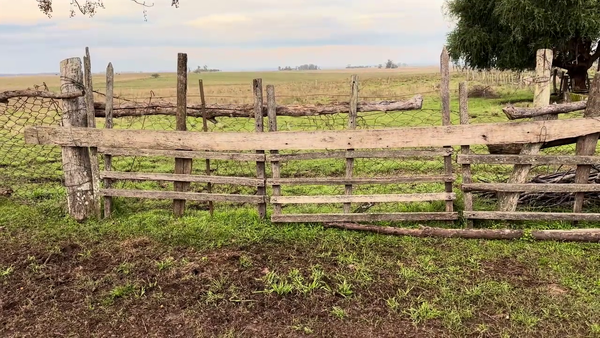 Lote TERNEROS Y TERNERAS