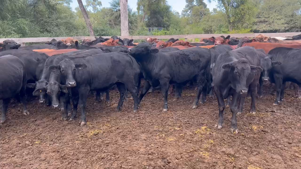 Lote 90 Novillos en J.J. Castelli, Chaco