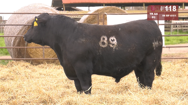 89 4151 — TOROS ANGUS NEGROS  PC
