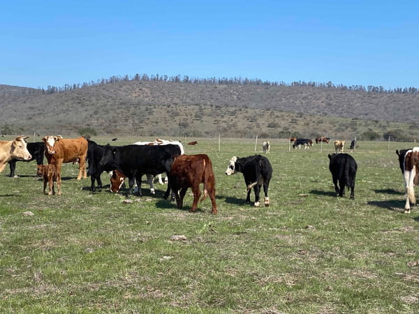 Lote 53 Novillo Engorda en V  Región Valparaíso, Cartagena