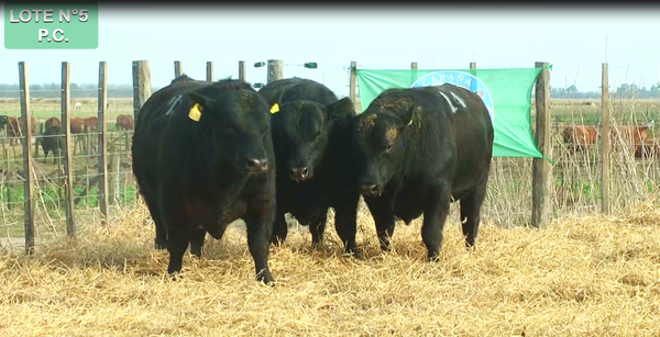 Lote TOROS PUROS CONTROLADOS