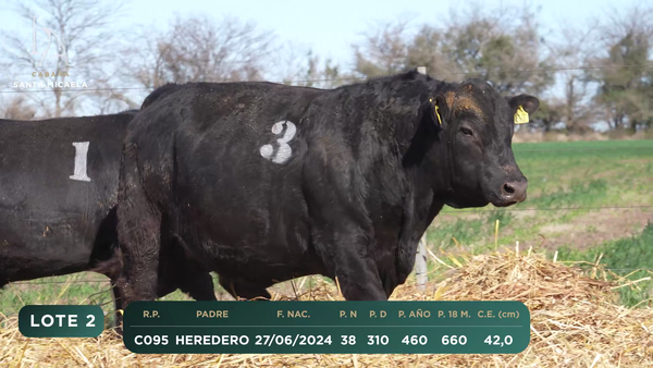 Lote TOROS PC a CAMPO con DEPs