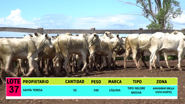 Lote LOTE 37 - 55 VAQUILLAS CBO 1